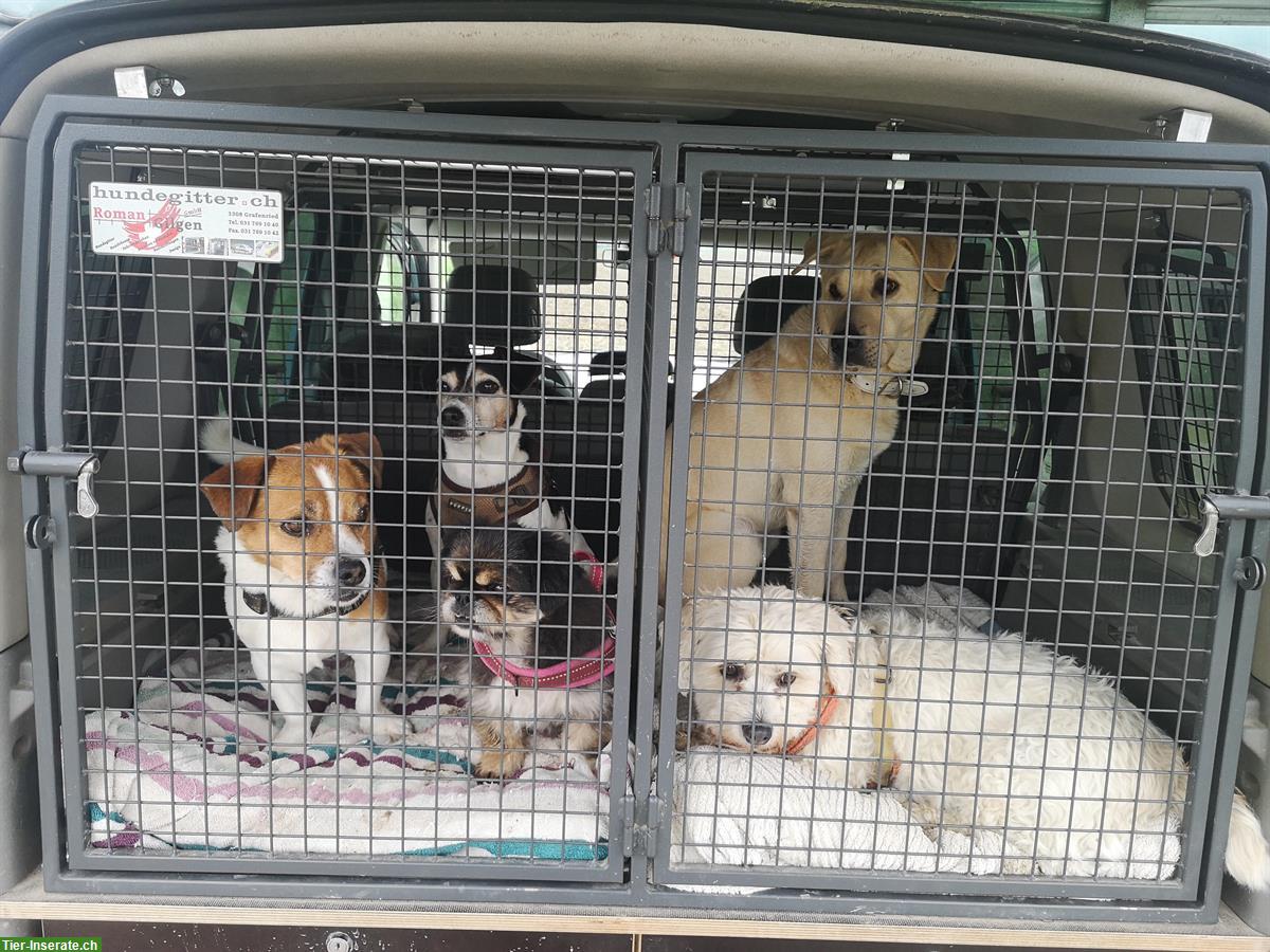Bild 6: Liebevolle Hundebetreuung für Senioren mit 24-Stunden Service