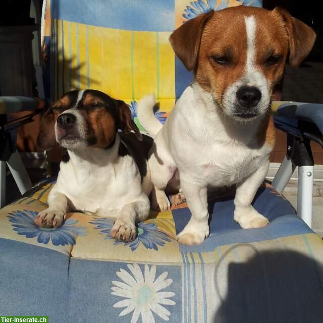 Bild 7: Liebevolle Hundebetreuung für Senioren mit 24-Stunden Service