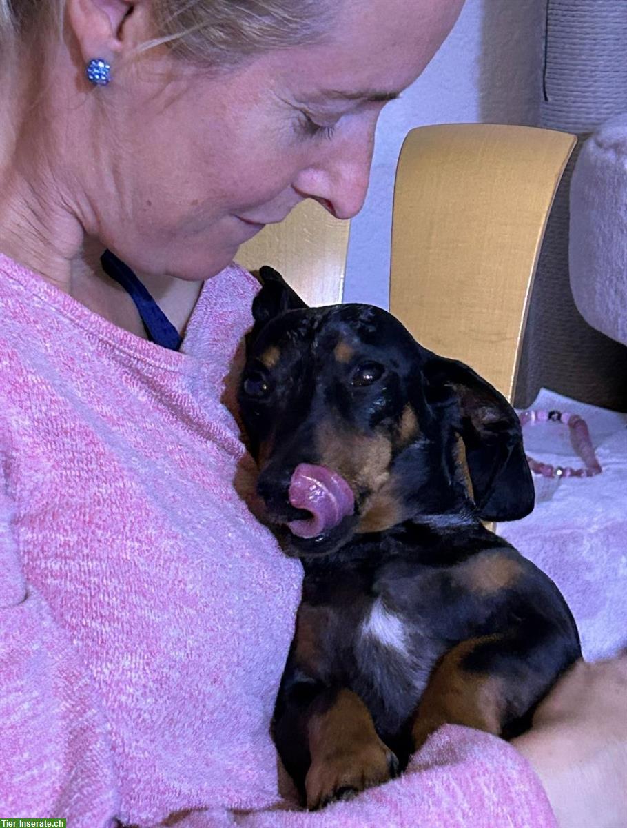 Bild 8: Liebevolle Hundebetreuung für Senioren mit 24-Stunden Service