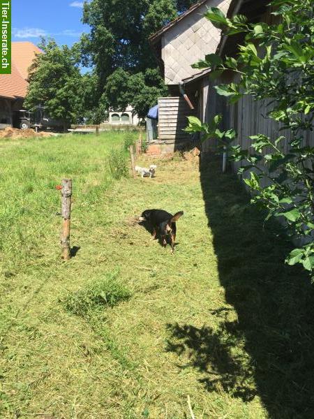 Bild 10: Hundepension Pfotentreff bietet familiäre Betreuung Ihres Hundes