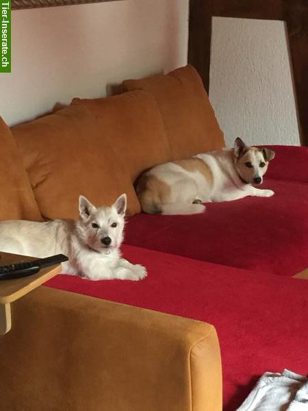 Bild 5: Hundepension Pfotentreff bietet familiäre Betreuung Ihres Hundes