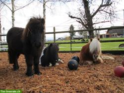 Ferienbetreuung im Pony-Hotel für Ponys