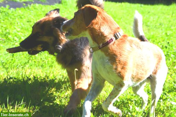 Biete Hundesitting, zuverlässig, liebevoll und professionell