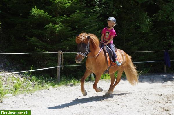 Reitlager auf Islandpferden im Kanton Bern