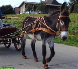 Leder Fahrgeschirr für Grossesel, CH Handarbeit