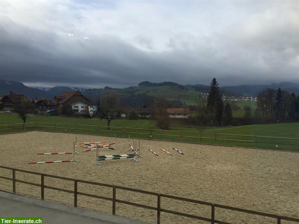 Bild 3: Auslaufboxen & Plätze im Offenstall zu vermieten in Luzern / 6163 Ebnet