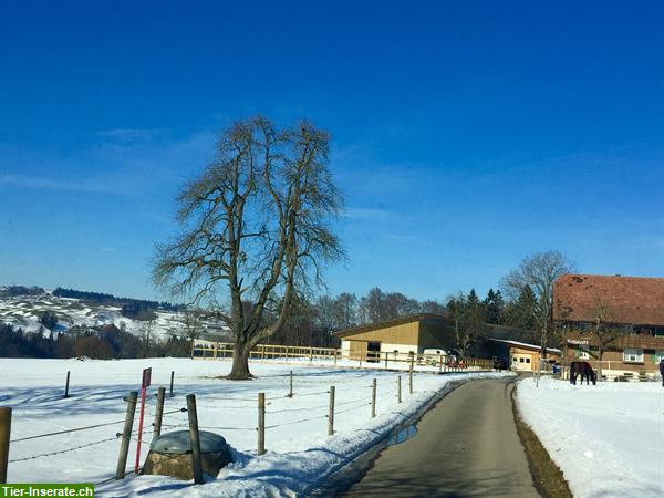 Bild 6: Auslaufboxen & Plätze im Offenstall zu vermieten in Luzern / 6163 Ebnet