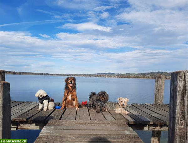 Bild 5: Hundepension Winterthur-Effretikon, Tages-/Ferienbetreuung