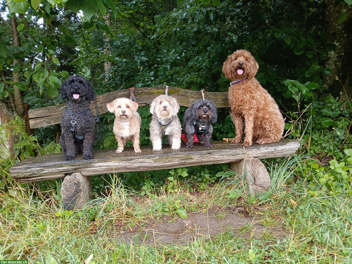 Bild 6: Hundepension Winterthur-Effretikon, Tages-/Ferienbetreuung