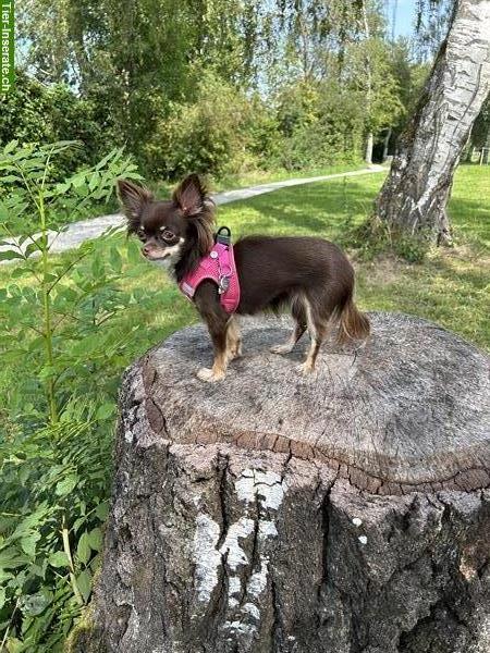 Bild 4: Privater Kleinhunde «Ferienplatz» Hundehütedienst in Greifensee ZH