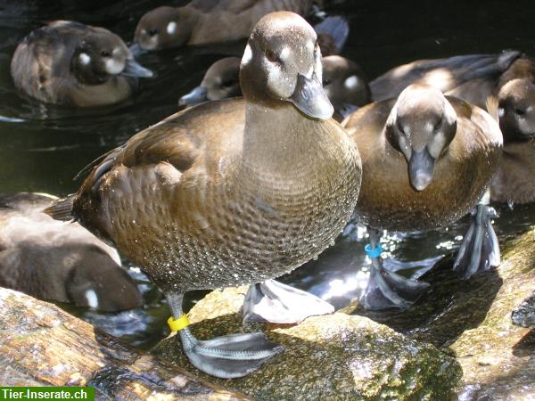 Bild 2: Kragenenten - eine der schönsten Enten