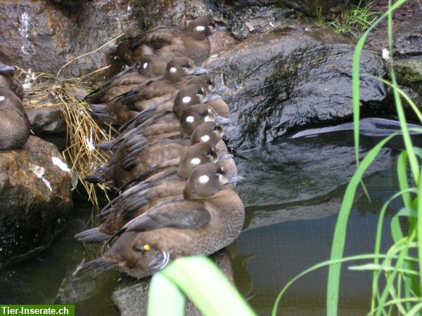 Bild 3: Kragenenten - eine der schönsten Enten