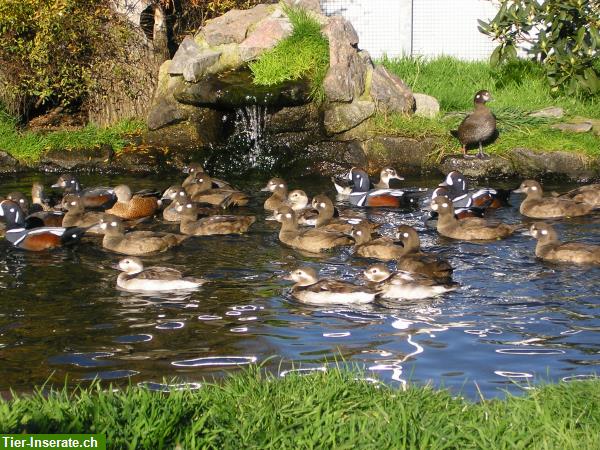 Bild 4: Kragenenten - eine der schönsten Enten