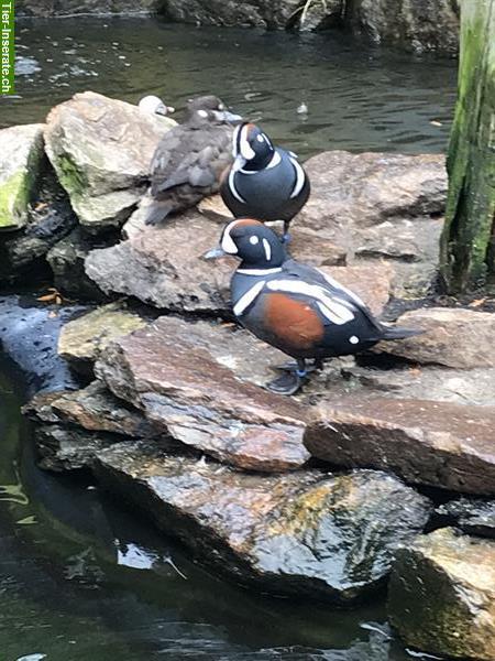 Bild 7: Kragenenten - eine der schönsten Enten