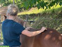 Tagesseminar: Massage für Pferde