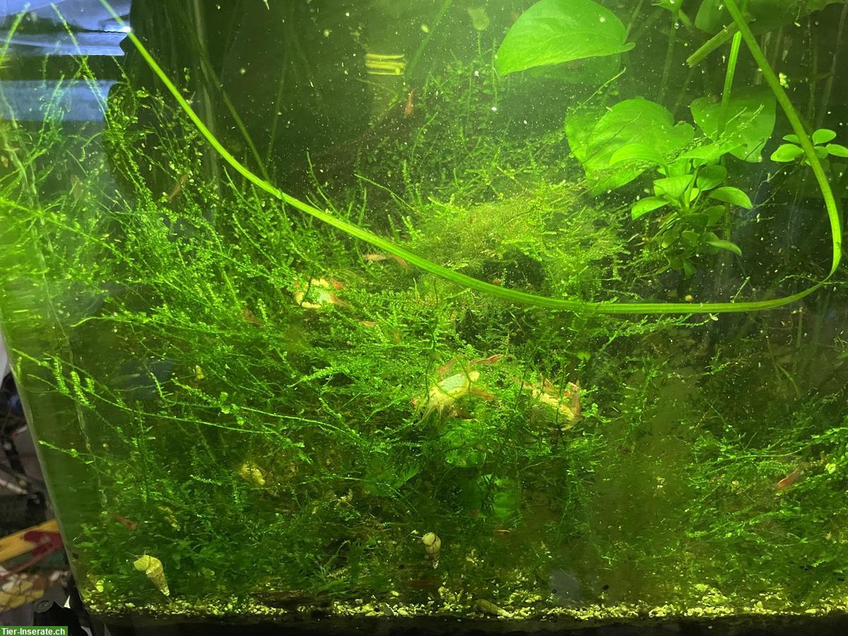 Pflanzenpaket verschiedene Aquariumpflanzen zu verkaufen