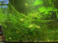 Pflanzenpaket verschiedene Aquariumpflanzen zu verkaufen