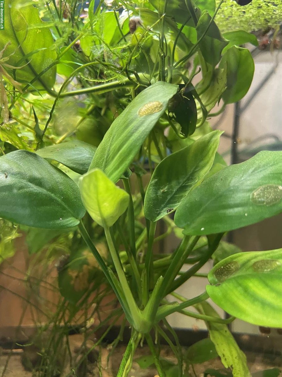 Bild 2: Pflanzenpaket verschiedene Aquariumpflanzen zu verkaufen