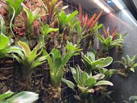 Grosse Auswahl an Bromelien und Terrarienpflanzen