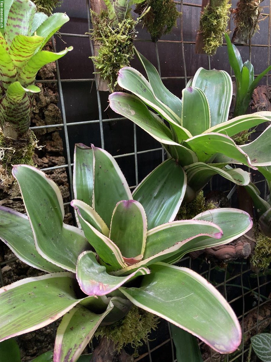 Bild 2: Grosse Auswahl an Bromelien und Terrarienpflanzen