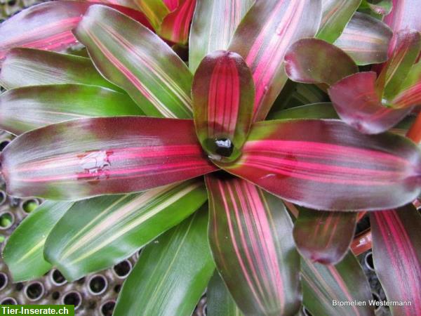 Bild 3: Grosse Auswahl an Bromelien und Terrarienpflanzen