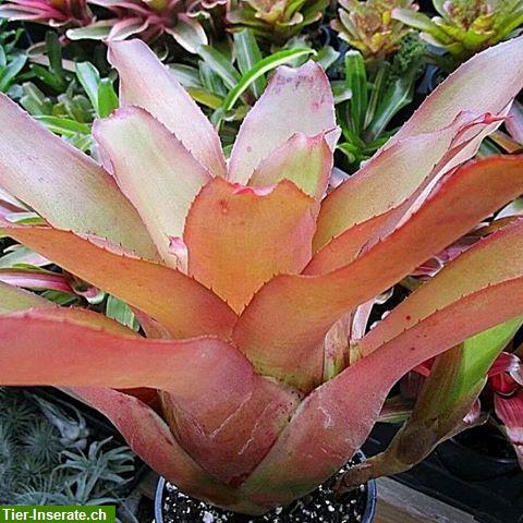 Bild 7: Grosse Auswahl an Bromelien und Terrarienpflanzen