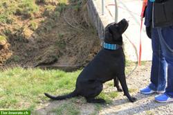 Training Familienhund im Aargau und angrenzenden Kantonen