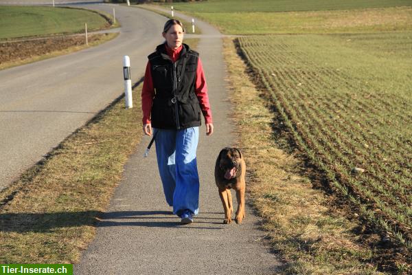 Bild 2: Training Familienhund im Aargau und angrenzenden Kantonen