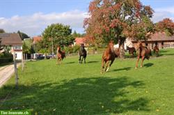 Offenstall/Auslaufboxe in Thundorf bei Frauenfeld TG