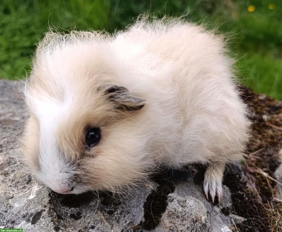 Bild 2: CH Teddy & Lunkaryas Meerschweinchen frühkastriert