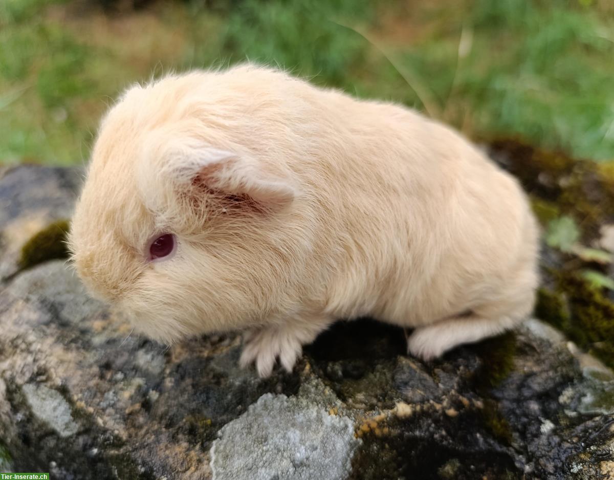 Bild 4: CH Teddy & Lunkaryas Meerschweinchen frühkastriert
