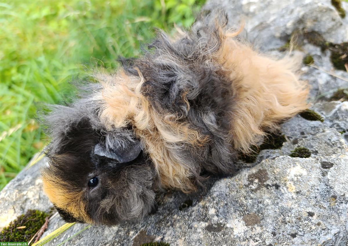 Bild 6: CH Teddy & Lunkaryas Meerschweinchen frühkastriert