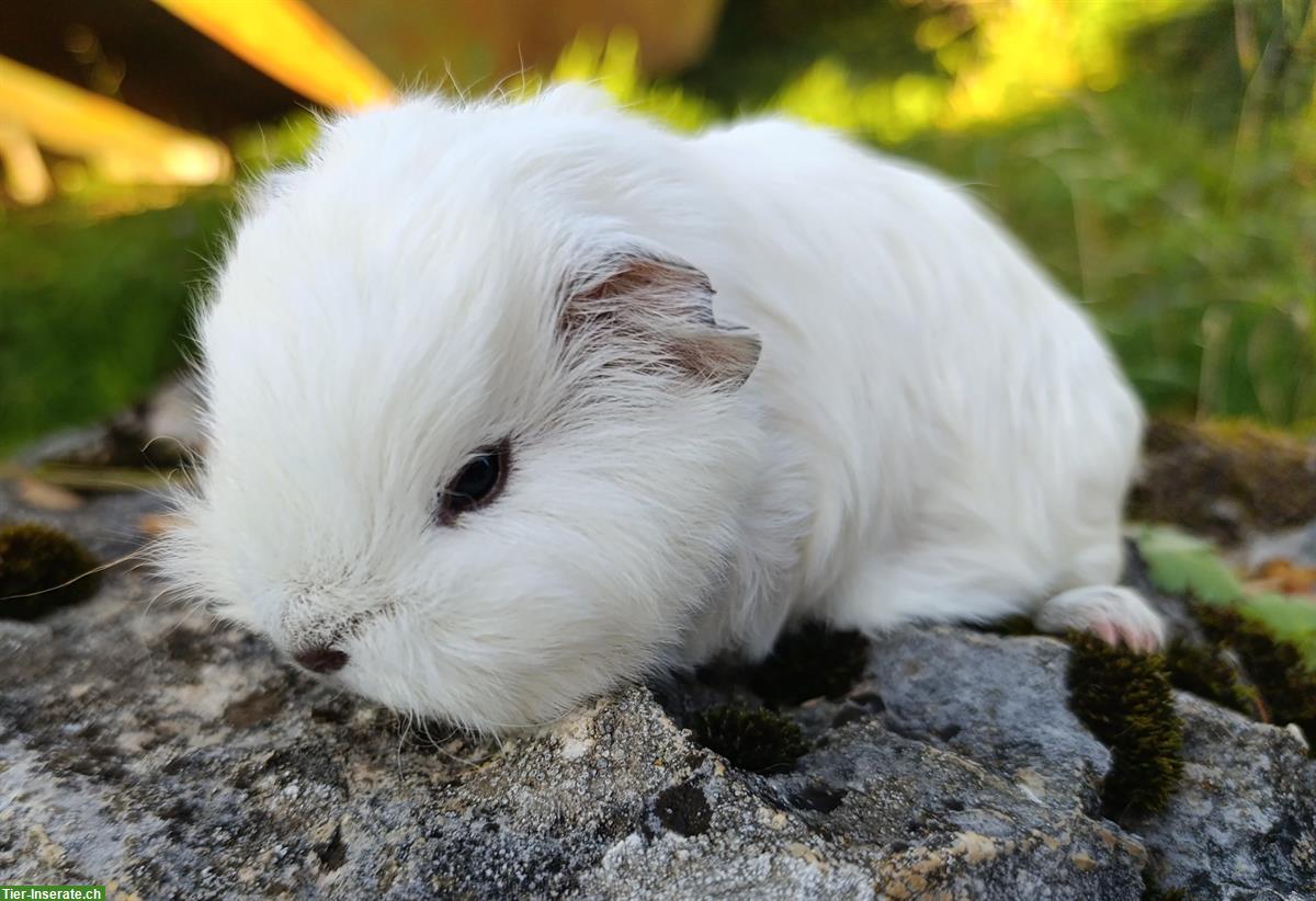 Bild 7: CH Teddy & Lunkaryas Meerschweinchen frühkastriert