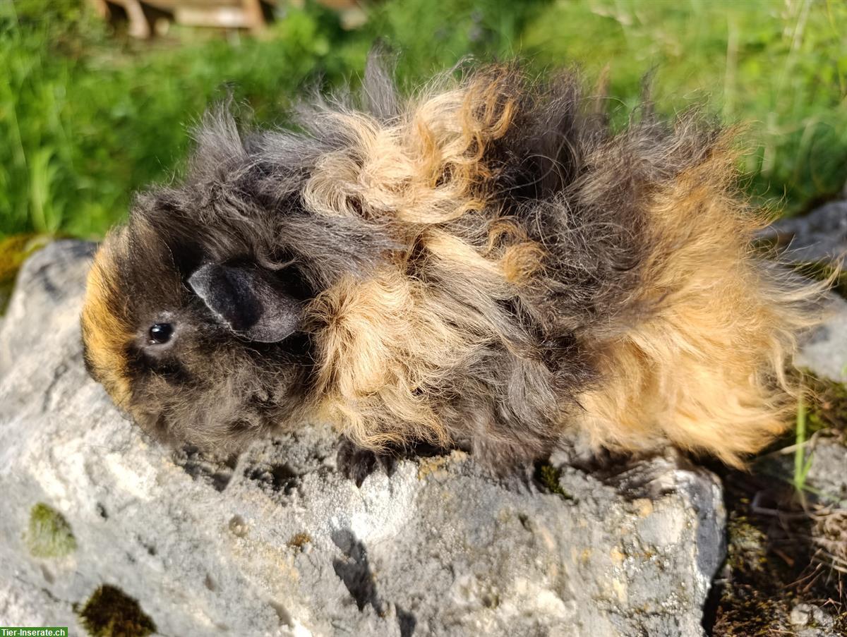 Bild 8: CH Teddy & Lunkaryas Meerschweinchen frühkastriert