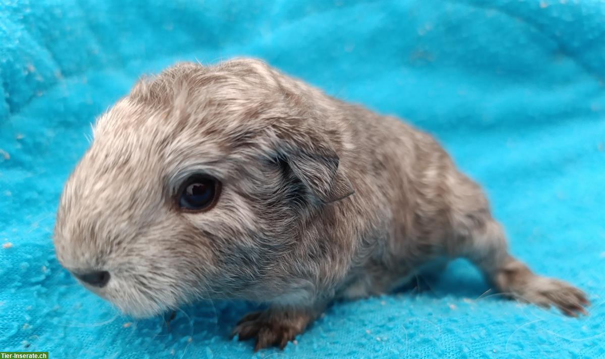 Bild 9: CH Teddy & Lunkaryas Meerschweinchen frühkastriert