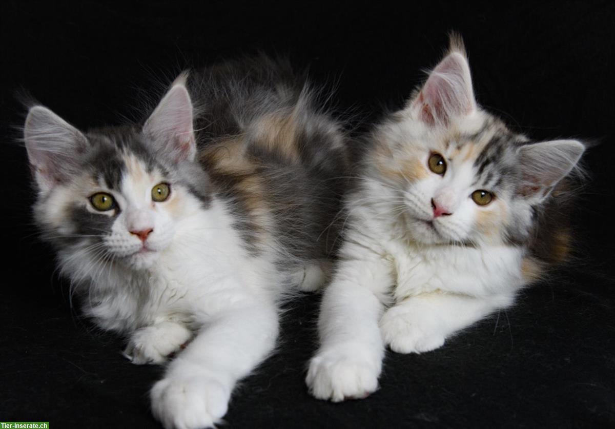 Süsse Maine Coon Kitten aus seriöser Hobbyzucht