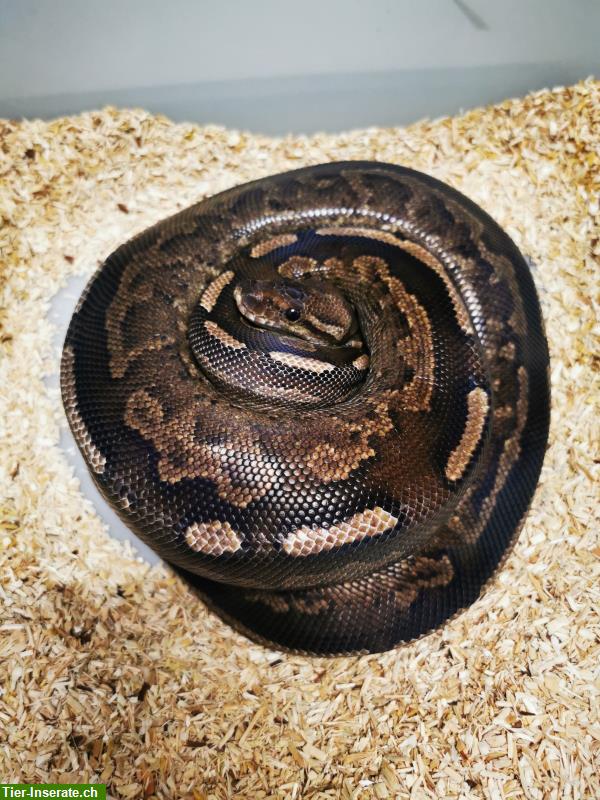 Bild 2: Python Regius abzugeben von Jungtieren bis Adult