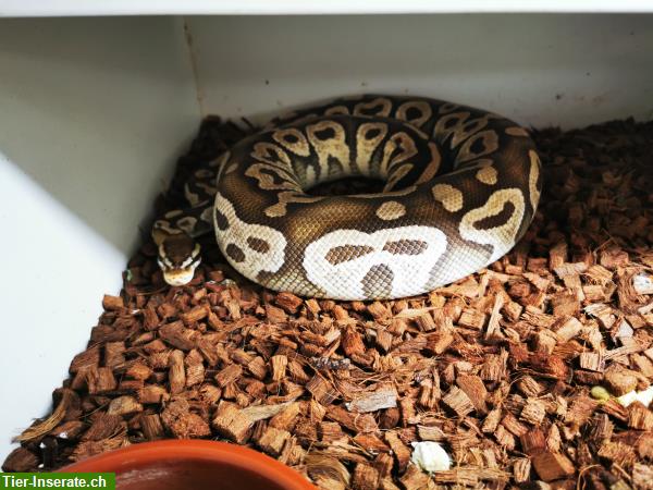 Bild 3: Python Regius abzugeben von Jungtieren bis Adult