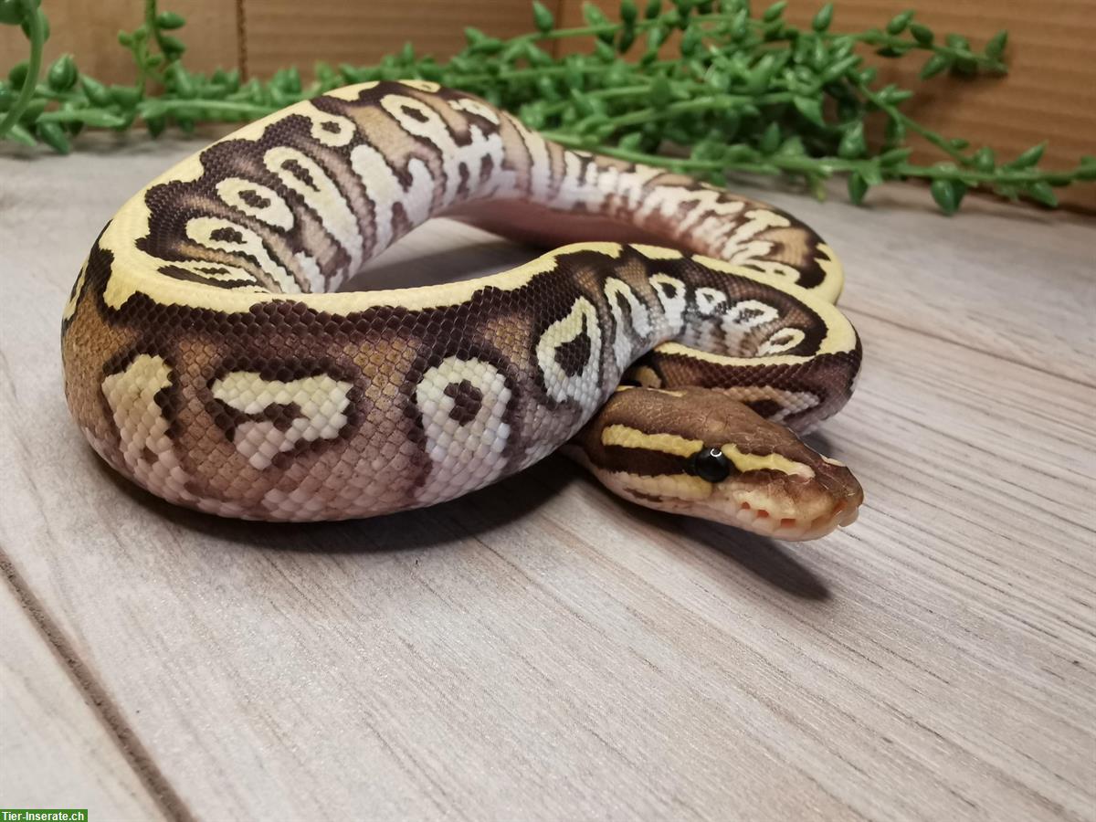Bild 8: Python Regius abzugeben von Jungtieren bis Adult