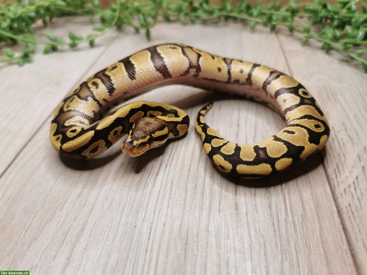 Bild 9: Python Regius abzugeben von Jungtieren bis Adult