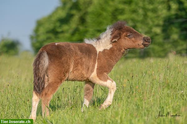 Bild 2: Ponyreiten für Kinder ab 3 Jahre bis ... x Jahre auf Ponyhof