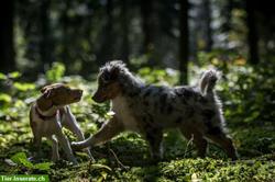 Familiäre Hundepension in 8608 Bubikon im Zürioberland