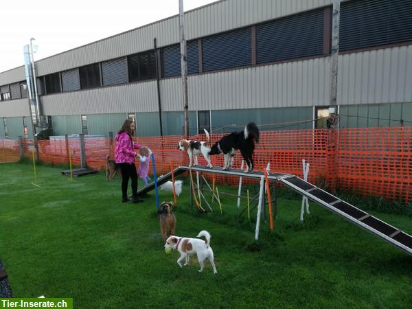 Bild 2: Familiäre Hundepension in 8608 Bubikon im Zürioberland