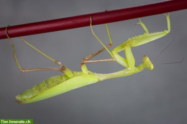 Bild 4: Gottesanbeterinnen/Mantiden: Hierodula, Creobroter, Paradoxa...