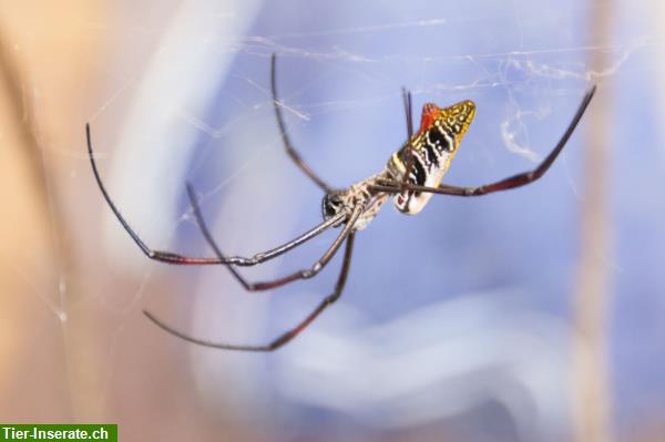 Seidenspinnen Nephila edulis und N. inaurata madagascariensis