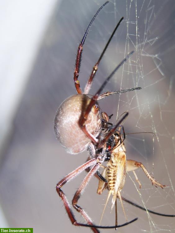 Bild 2: Seidenspinnen Nephila edulis und N. inaurata madagascariensis