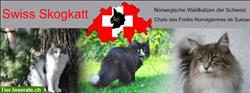 Swiss Skogkatt: Seriöse Norwegische Waldkatzen Züchter der Schweiz