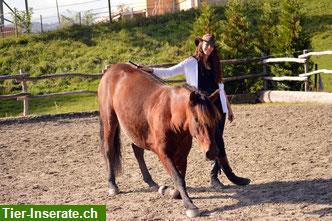 Bild 2: Mobiler Reitunterricht, barocke Dressur, Zirkuslektionen uvm