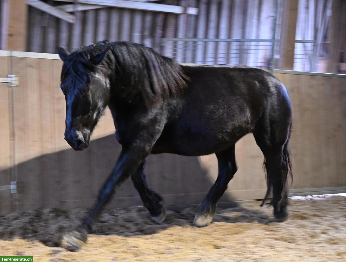 Bild 10: Wunderschöne Noriker Stute zu verkaufen