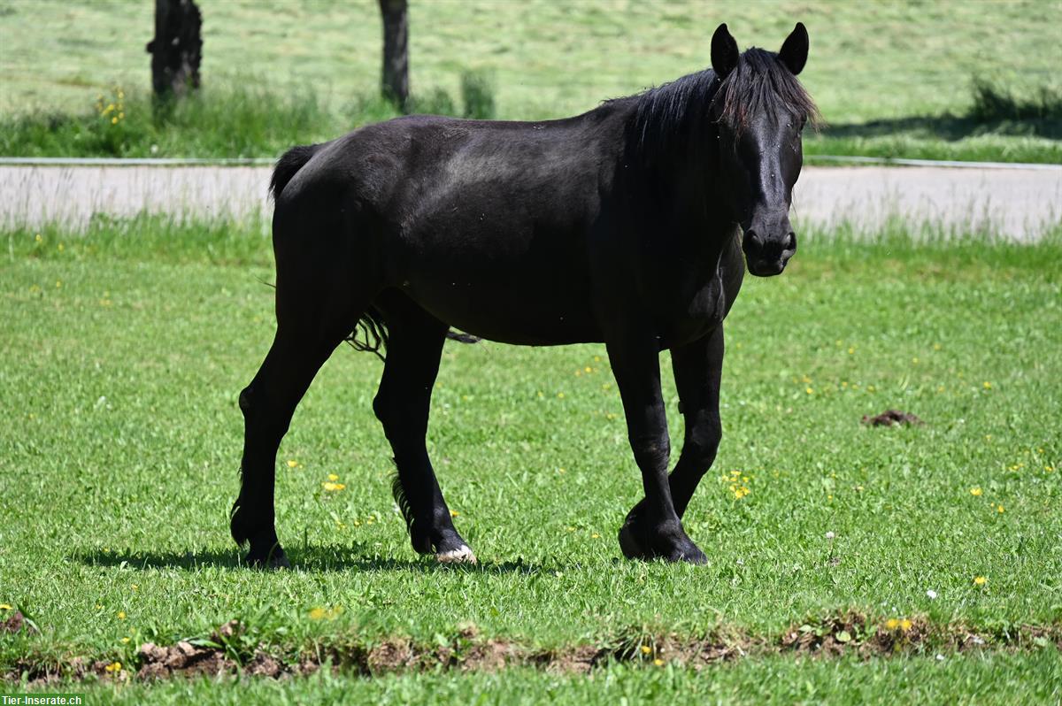 Bild 8: Wunderschöne Noriker Stute zu verkaufen